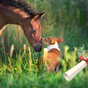 Pferd und Hund, Tierkommunikations-Practitioner Advanced