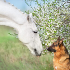 weißes Pferd und Hund, Practitioner & Bodyscanner