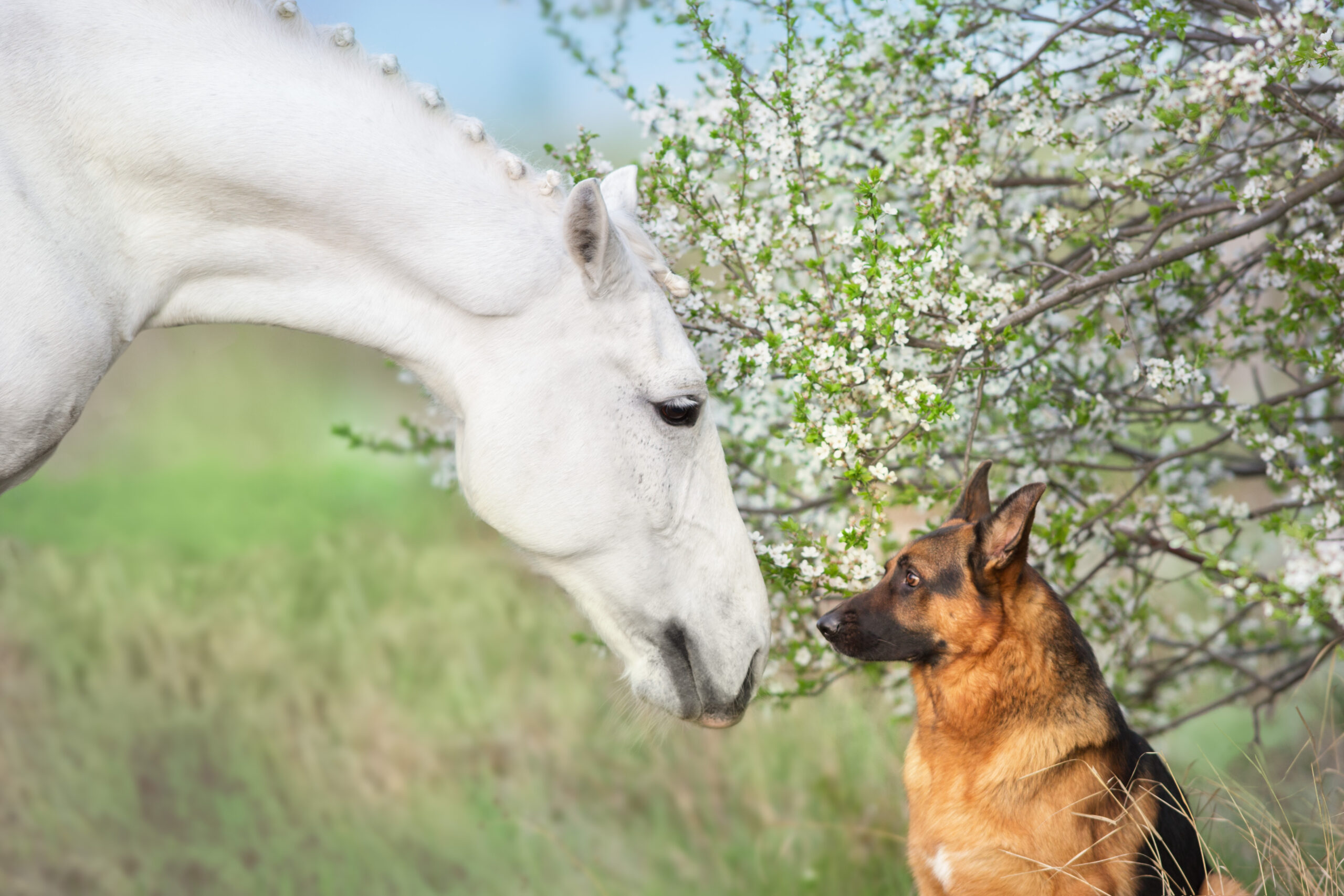 weißes Pferd und Hund, Practitioner & Bodyscanner