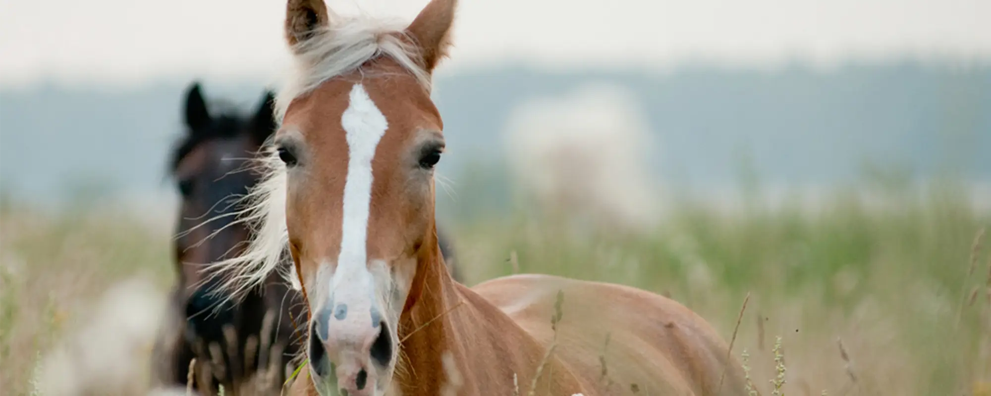 Banner Tierkommunikation, zwei Pferde