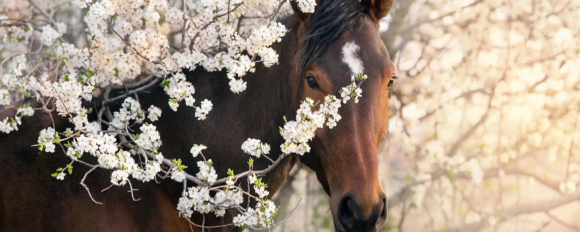 Tierkommunikation, Pferd hinter Blüten