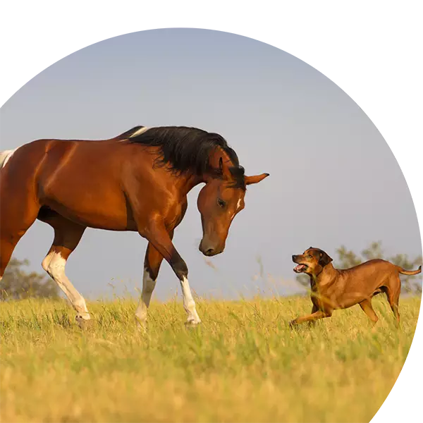 Lernplattform, Hund und Pferd spielen
