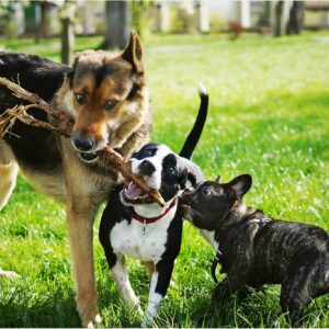 Tierkommunikation-Practitioner, Hunde spielen