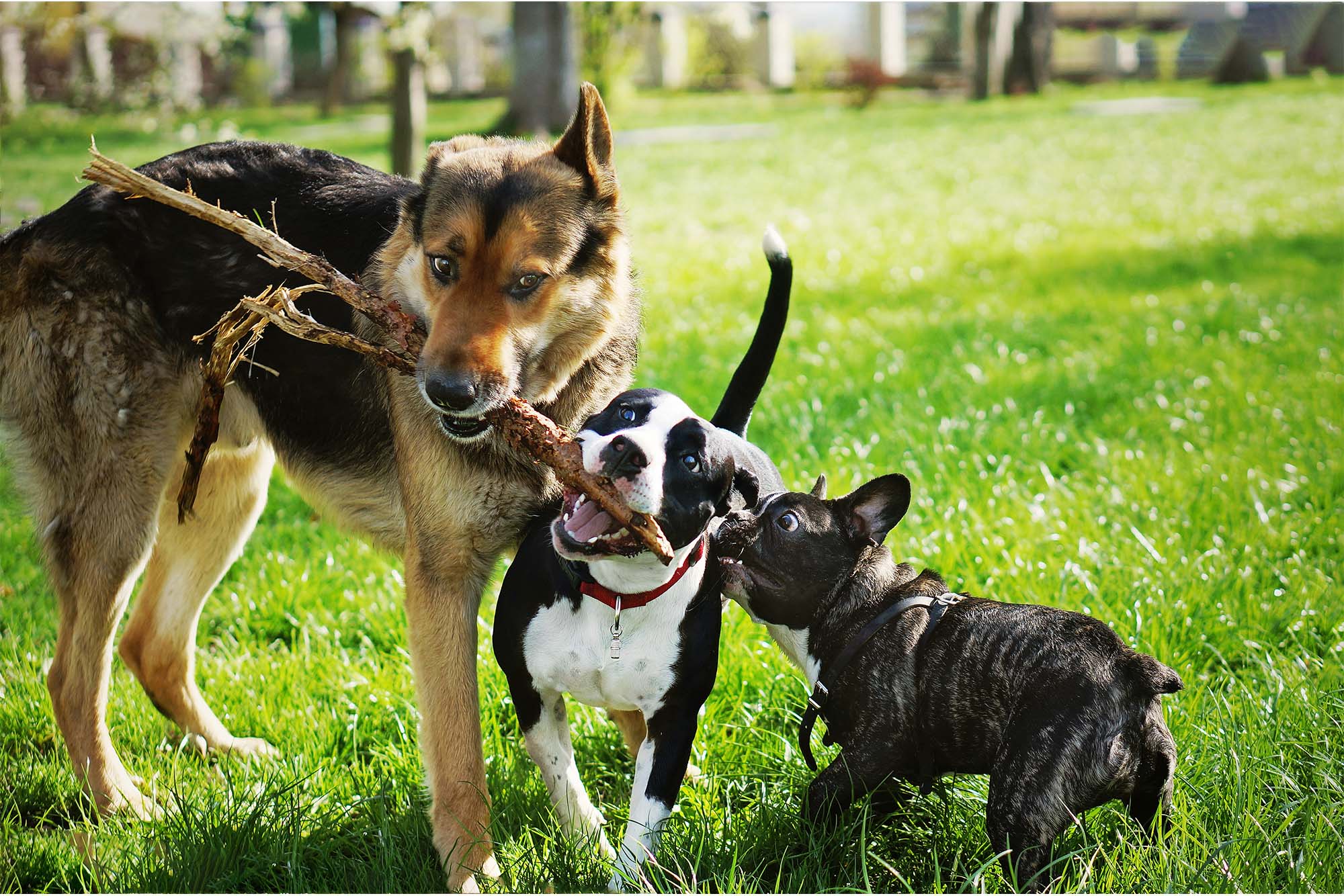 Tierkommunikation-Practitioner, Hunde spielen