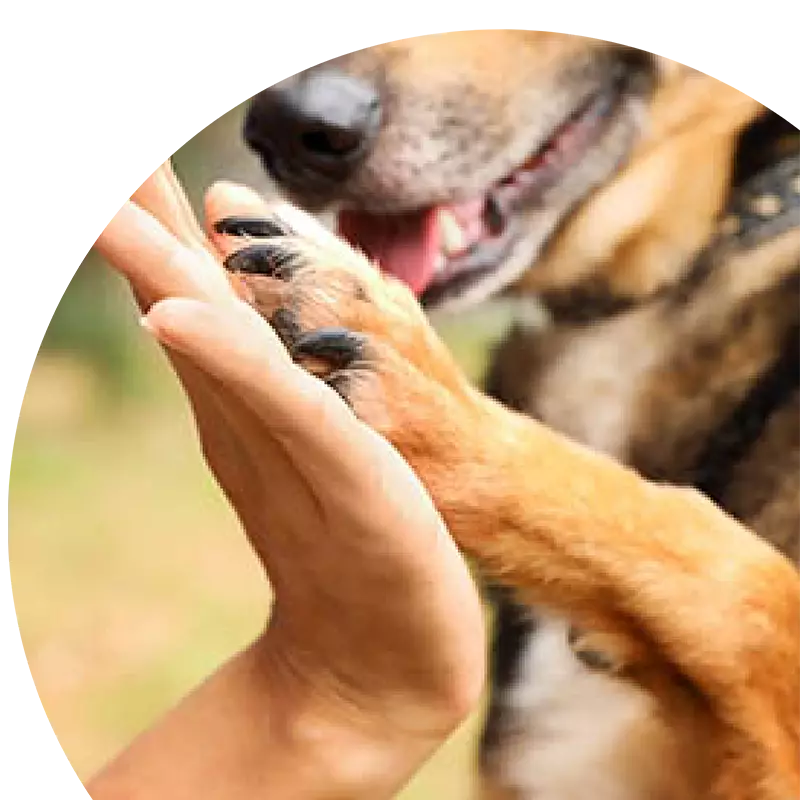 Hundepfote auf Menschenhand, Tierenergetik