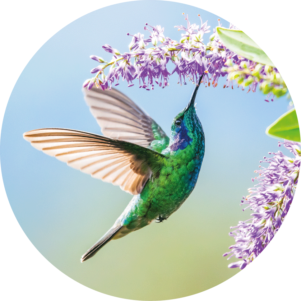 kolibri